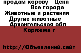 продам корову › Цена ­ 70 000 - Все города Животные и растения » Другие животные   . Архангельская обл.,Коряжма г.